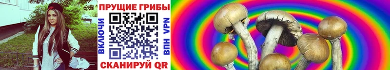 Галлюциногенные грибы Cubensis  наркошоп  Чита 